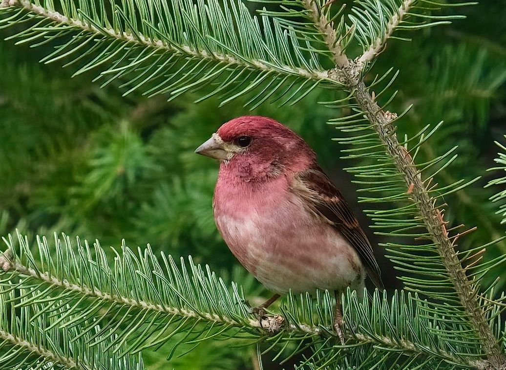 Purple Finch on a branch in Rhode Island by Billyshiverstick is licensed under CC BY-SA 4.0.